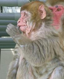日教授发现早衰症猴子 或有助解析人类正常衰老