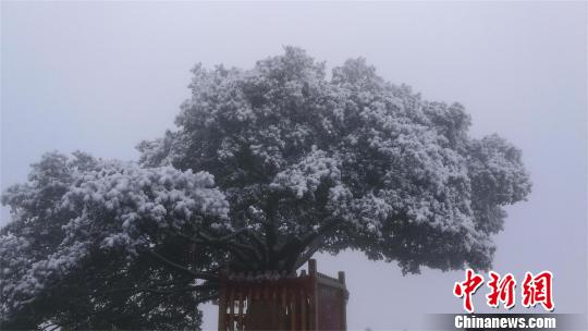 武当山迎来降雪。积雪点缀在树上，犹如一朵朵盛开的花 罗清华 摄