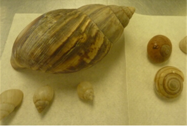 非洲巨型蜗牛全家“闯关”新西兰遭安检截获