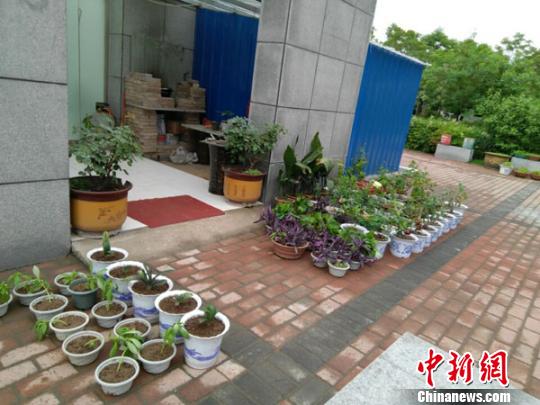 图为公厕周围摆放的部分花卉绿植，使这里的环境变得十分整洁。　王秋兰 摄