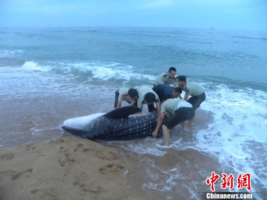 边防官兵和群众合力将鲸鲨推向大海。　卢家磊 摄