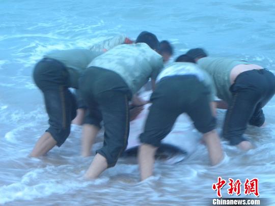 边防官兵和群众成功帮助搁浅鲸鲨回归大海。　卢家磊 摄