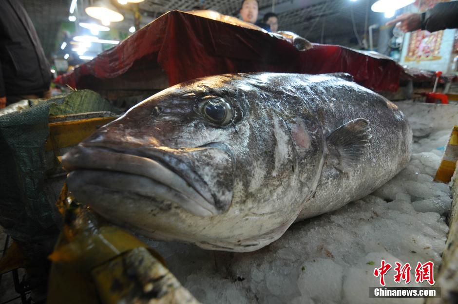 渔民渤海湾捕获重100余斤巨型“怪鱼”